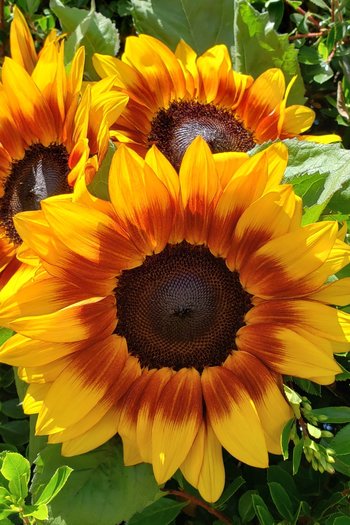 Sunflower Ring of Fire 